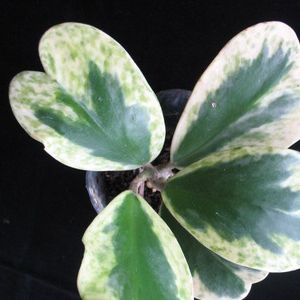 Hoya kerrii Spot margin