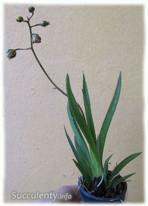 Орхидея Толумния