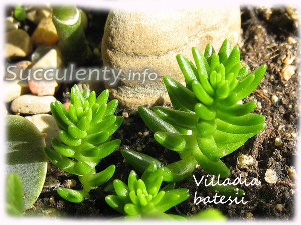 Villadia-batesii