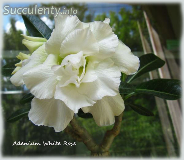 Адениум white rose