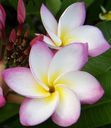 plumeria