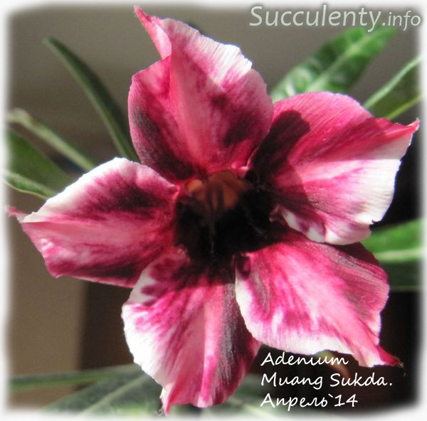 adenium-Muang-Sukda1