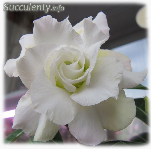 adenium-white-rose1