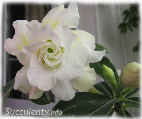 adenium-white-rose2