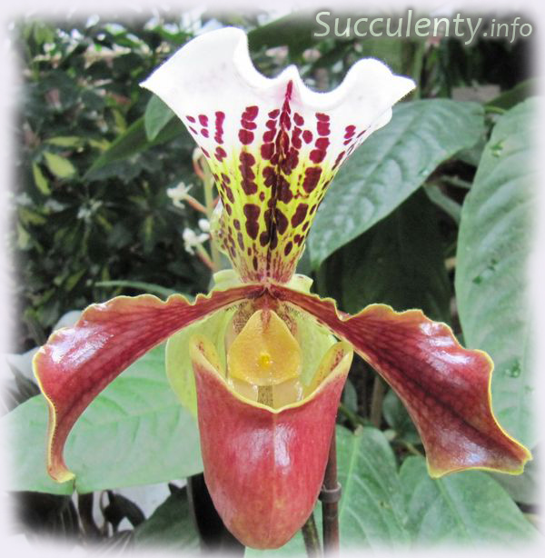 paphiopedilum-hybr