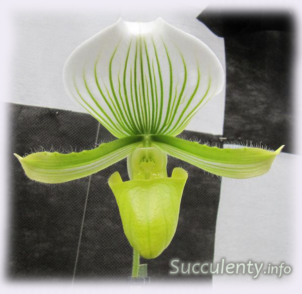 paphiopedilum-x-maudiae