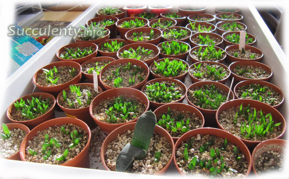 seedling-haworthia-2month