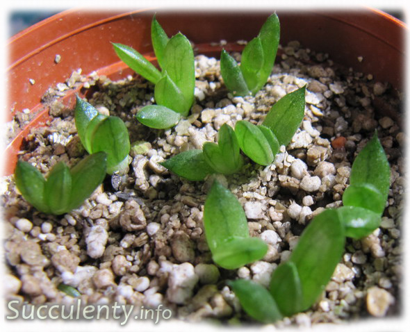 seedling-haworthia-cooperi-v.-dielsiana