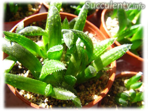 seedling-haworthia-hybr2