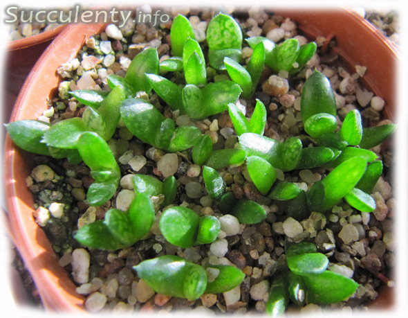 seedling-haworthia-picta
