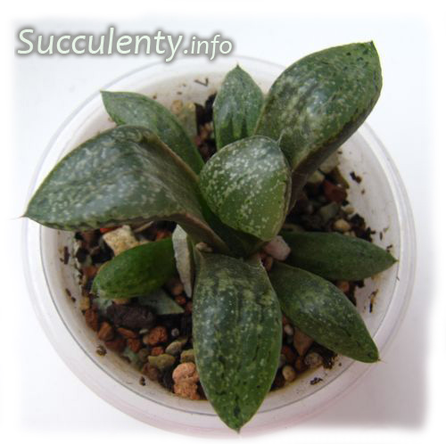 seedling-haworthia-picta5