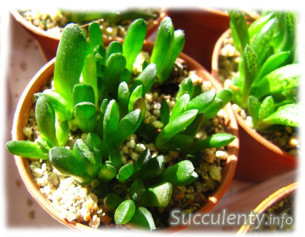seedling-haworthia-truncata