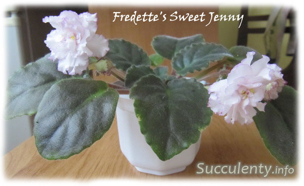 Fredette s-Sweet-Jenny