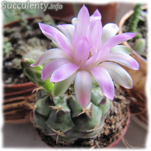 Gymnocalycium-damsii