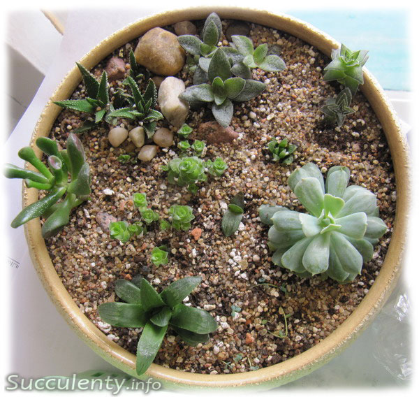 mini-succulent-garden