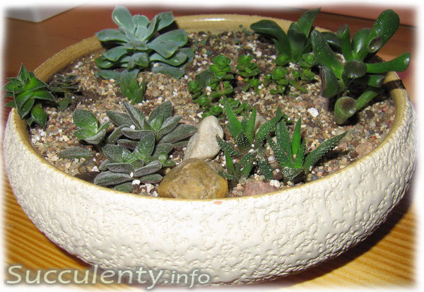 mini-succulent-garden1