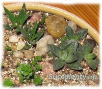 mini-succulent-garden2