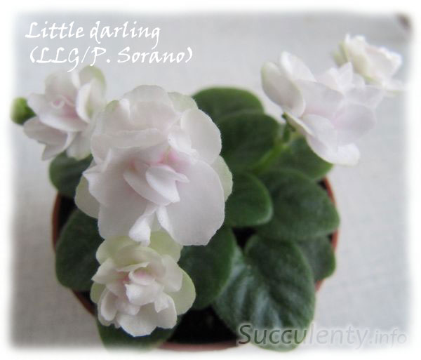 Little-darling