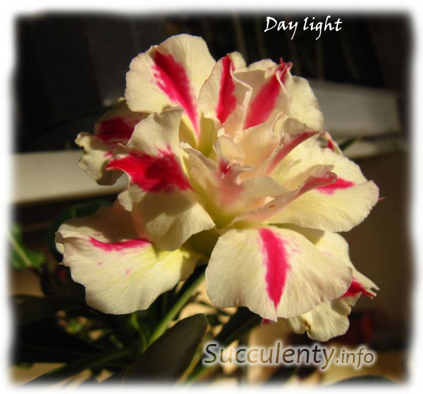 adenium-Day-light-2