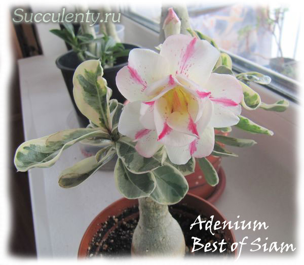 adenium-Best-of-Siam