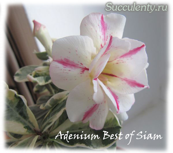 adenium-Best-of-Siam1