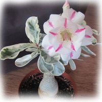 adenium-Best-of-Siam2