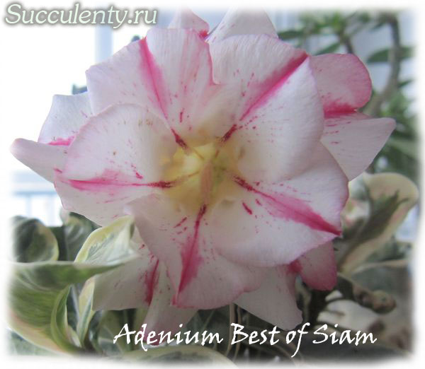 adenium-Best-of-Siam3