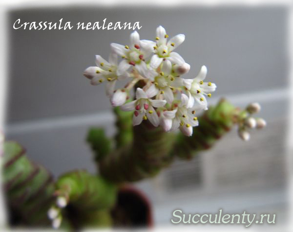nealeana-bloom4
