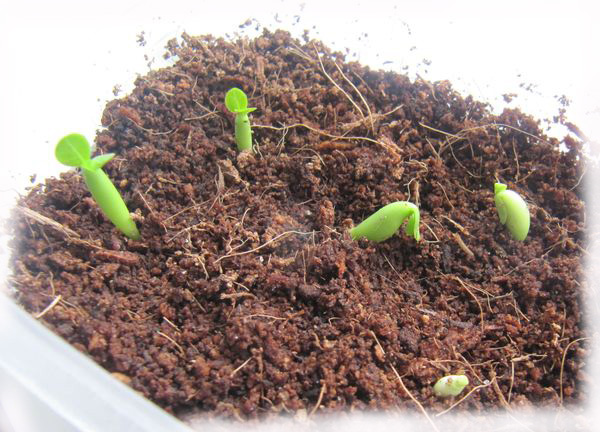 seedlings White Mini