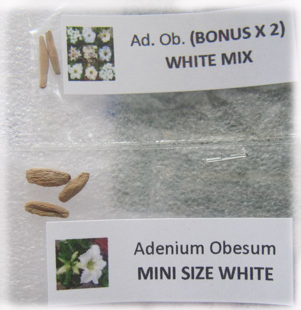 seeds White Mini